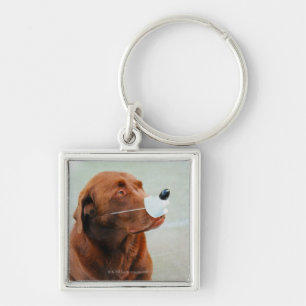 Chaveiro Chocolate Labrador que veste um nariz falsificado