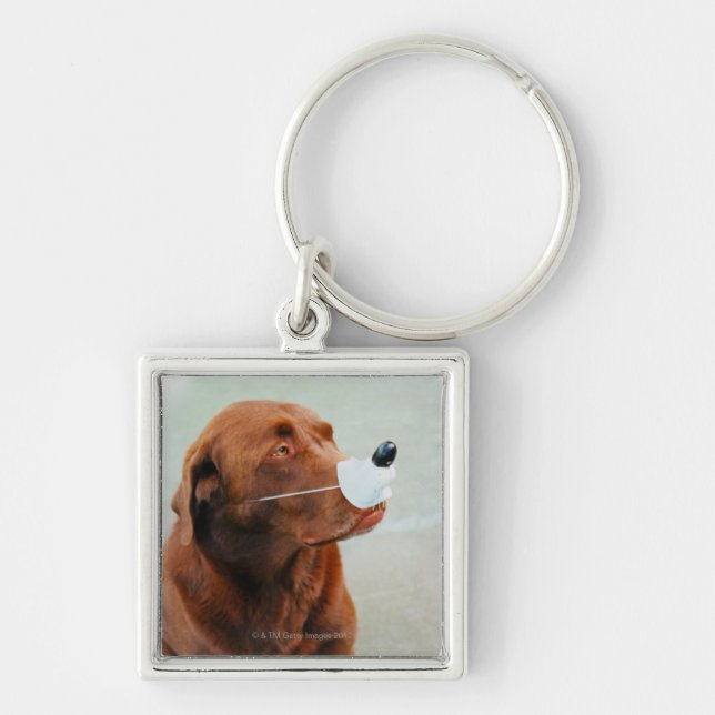 Chaveiro Chocolate Labrador que veste um nariz falsificado (Frente)