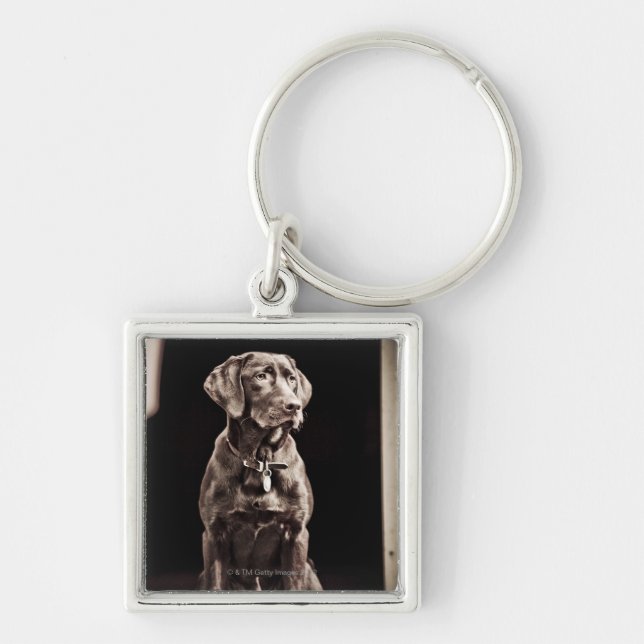 Chaveiro Chocolate labrador retriever (Frente)