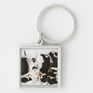 Chaveiro Cinco filhotes de cachorro de great dane do