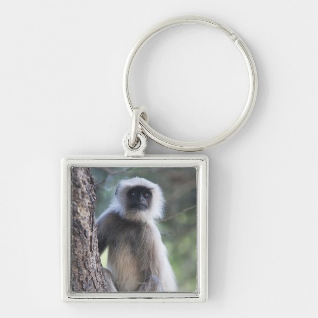Chaveiro Cinzas ou terra comum ou langur de Hanuman (Frente)