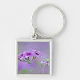 Chaveiro Close-up de Phlox Drummond, Phlox drummondi,