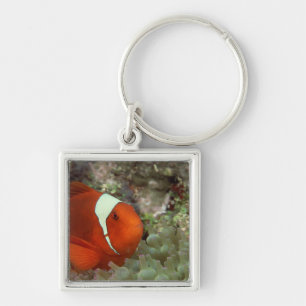 Chaveiro Clownfish 2