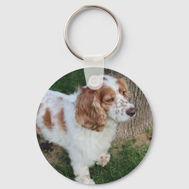 Chaveiro cocker spaniel inglês laranja e branco completo (Frente)