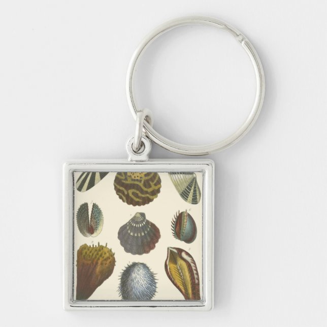 Chaveiro Coleção de Conchologia (Frente)