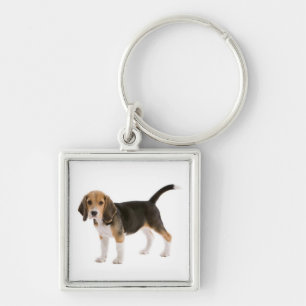 Chaveiro Coleira de Cachorro Beagle Personalizada
