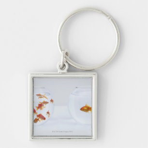 Chaveiro Contraste dos muitos peixe dourado no fishbowl e