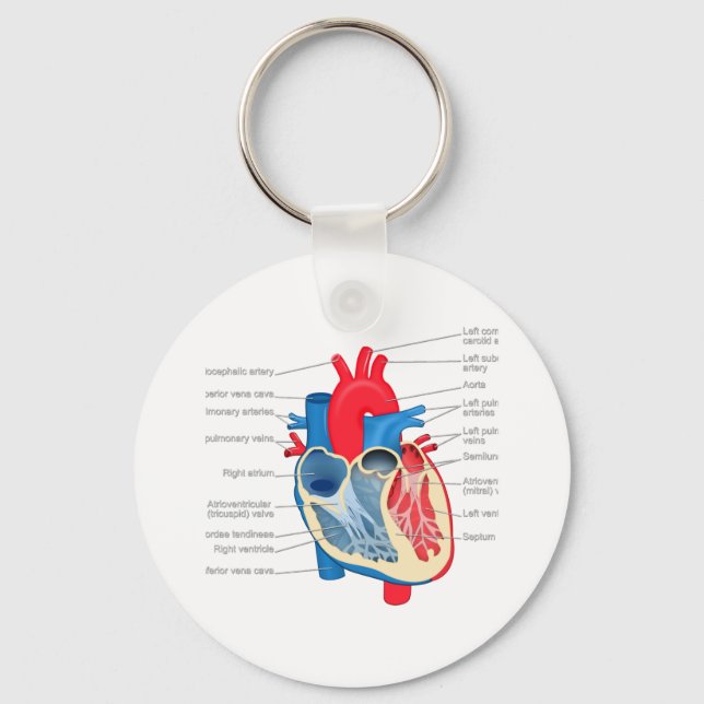 Chaveiro Coração_Anatomia (Frente)