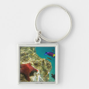 Chaveiro Cortez Rainbow Wrasse macho e fêmea e mar