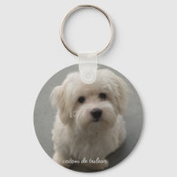 Coton de Tulear
