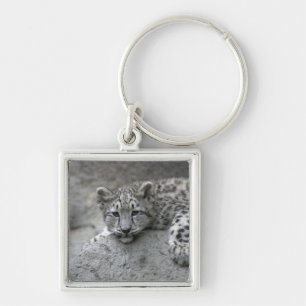 Chaveiro Cubo-leopardo-da-neve de 4 meses enfiado sobre uma