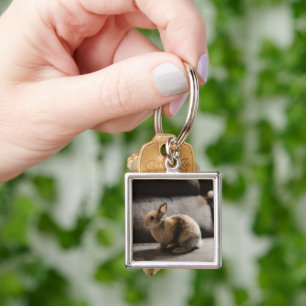 Chaveiro Cutest Baby Animals Netherland Dwarf Rabbit