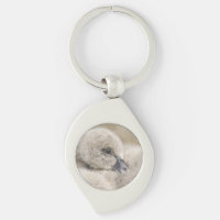 Cygnet Cisne Negro