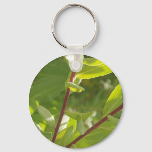Chaveiro da planta