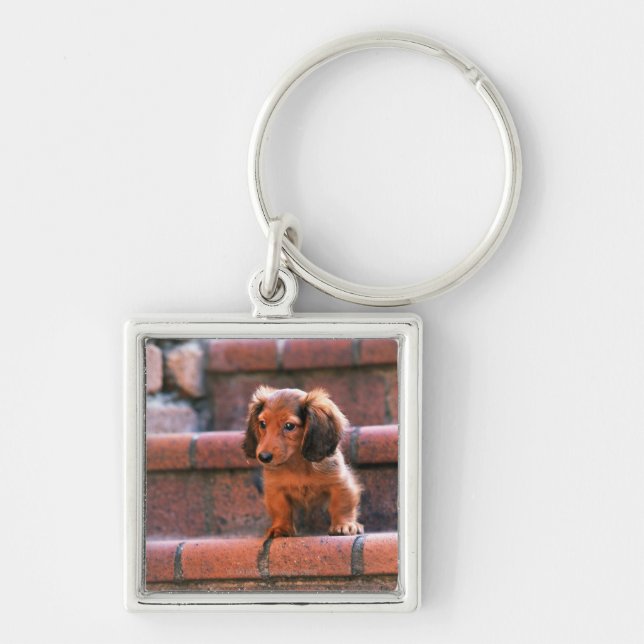Chaveiro Dachshund diminuto (Frente)