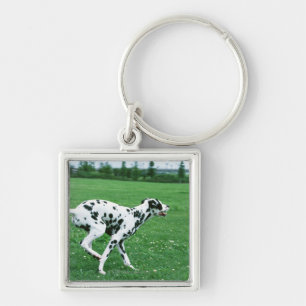 Chaveiro Dalmatian