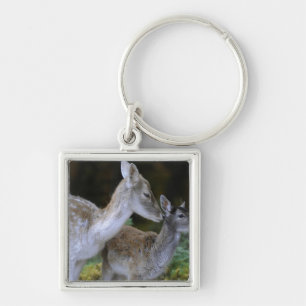 Chaveiro Damwild, dama do Dama, cervo de fallow, Hirschkalb