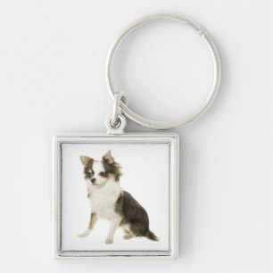 Chaveiro de Cachorro Filhote Chihuahua Long Coat