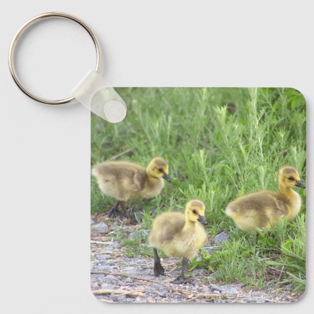 Chaveiro de Fotografia de Goslings (Frente)