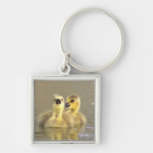 Chaveiro de Fotografia de Goslings