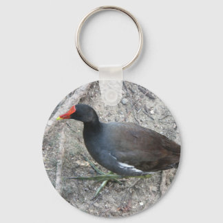 Chaveiro de Moorhen Comum