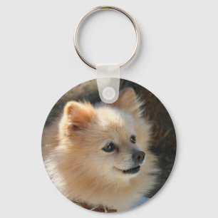 Chaveiro de Pomeranian