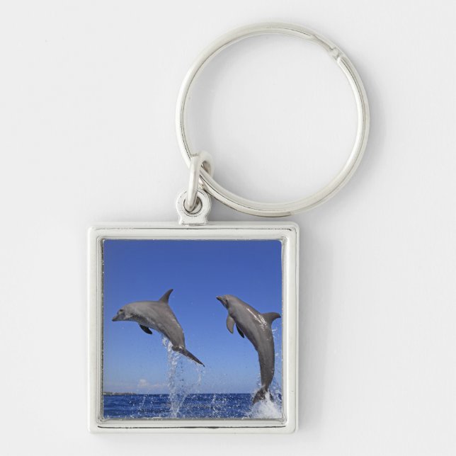Chaveiro Delfin, Delfim, Tuemmler mais bruto, Tursiops 3 (Frente)