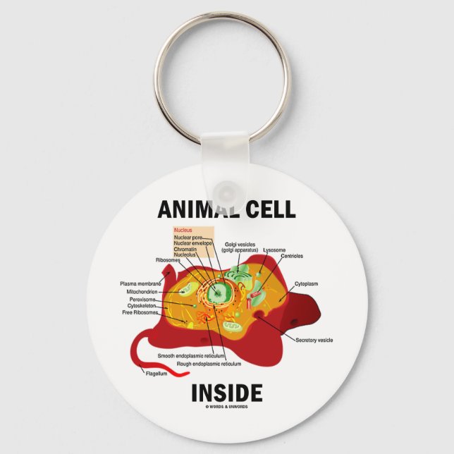Chaveiro Dentro de células de origem animal (Eukaryote Cell (Frente)