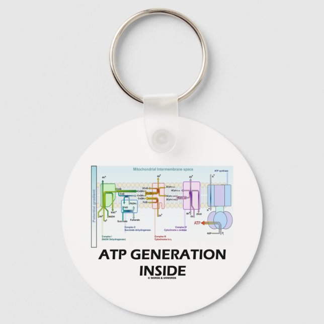 Chaveiro DENTRO de Geração ATP (Cadeia de Transporte Eletrô (Frente)