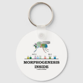 Chaveiro Dentro de morfoogênese (Genes de Drosophila com mo