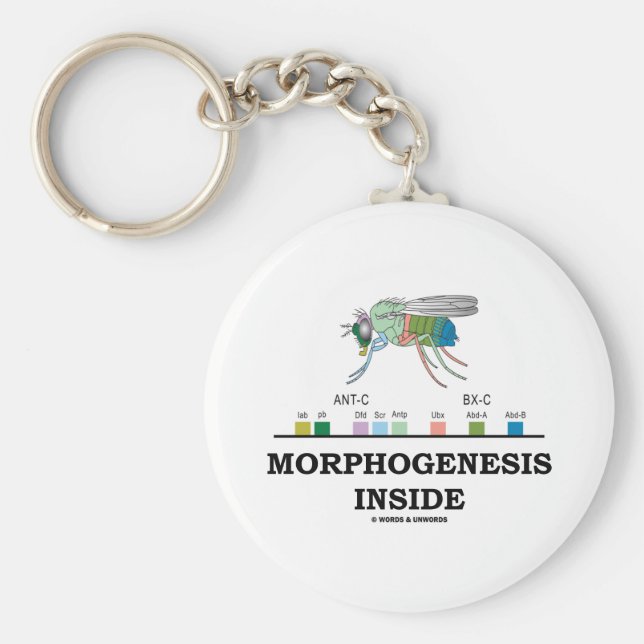 Chaveiro Dentro de morfoogênese (Genes de Drosophila com mo (Frente)