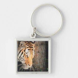 Chaveiro Desengaço do tigre