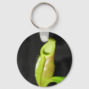 Chaveiro Diatas do Nepenthes