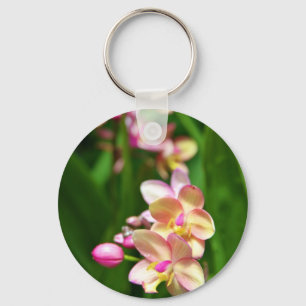 Chaveiro do Orchidaceae
