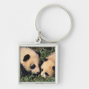 Chaveiro Dois filhotes de panda no arbusto de bambu, Wolong