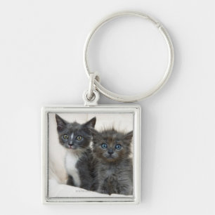 Chaveiro Dois gatinhos do gato malhado