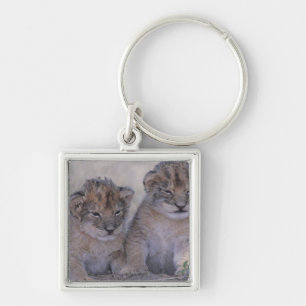 Chaveiro Dois leão Cubs