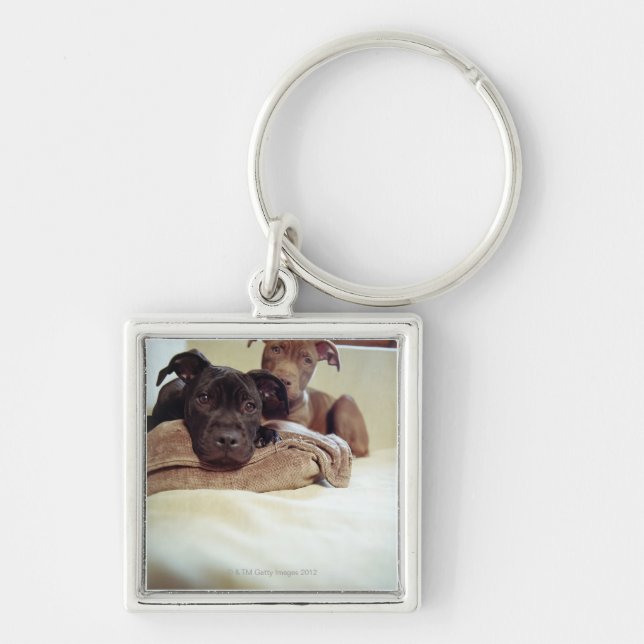 Chaveiro Dois terrier de pitbull que sentam-se dentro, (Frente)