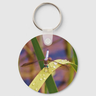 Chaveiro Dragonfly na folha de chuva