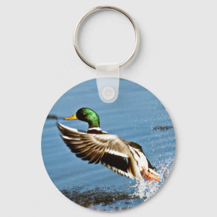 Chaveiro Drake do pato selvagem