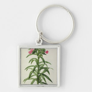 Chaveiro Echium Grandiflorum