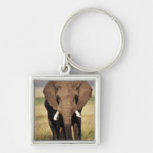 Chaveiro Elefante-da-savana-africano