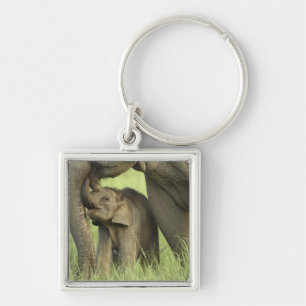Chaveiro Elefante indiano / asiático e filhote, Corbett 2