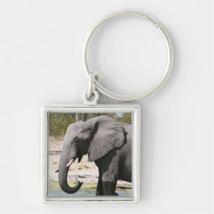 Chaveiro Elefante (Loxodonta africana), Canal Savute