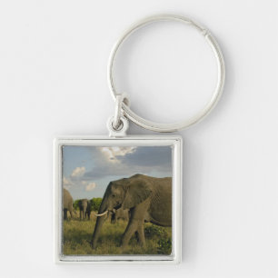 Chaveiro Elefantes africanos pastando, Loxodonta africana,