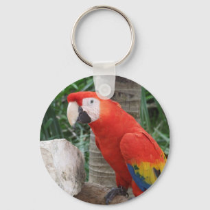 Chaveiro Escarlate da fotografia do Macaw