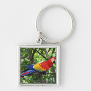 Chaveiro Escarlate do macaw no membro de árvore