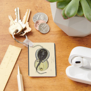 Chaveiro Escarolas Vintage, Animais Marinhos Do Oceano