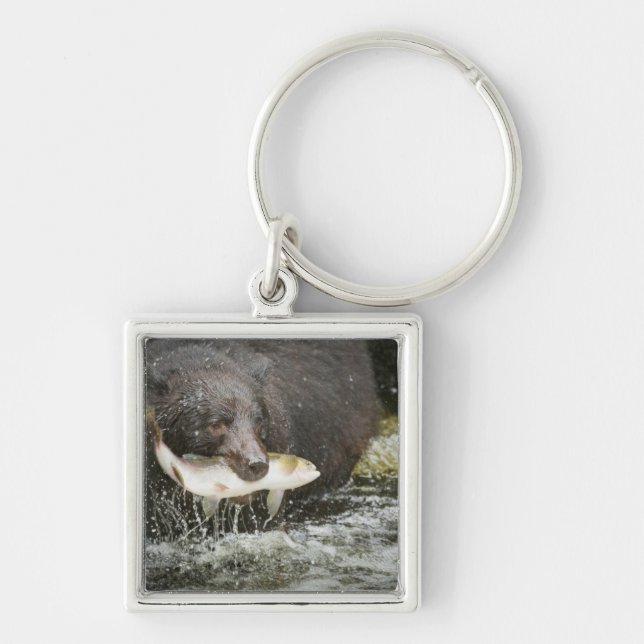 Chaveiro EUA, Alasca, Anan Creek. Close-Up de Urso Preto (Frente)