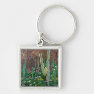 Chaveiro EUA, Arizona. Campo de Cactus Saguaro por uma Falé